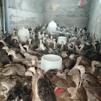 جوجه بوقلمون دو ماهه واکسن خورده نژادعالی