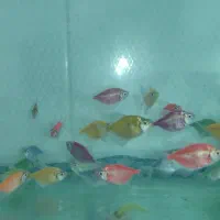 ماهی|ماهی|کرمانشاه, |دیوار