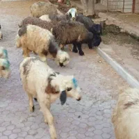فروش10راس بره نر