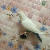 دم سیاه