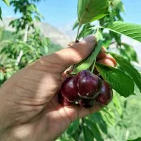 گیلاس هفتن بهترین کیفیت طعم