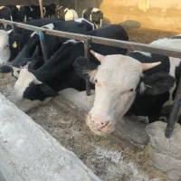 یک نفر متاهل برای کار در دامداری