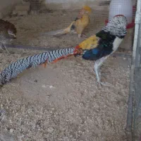 پرنده لیمویی لیدی بلژیکی بالغ طاووس