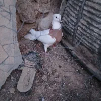 طوقی لنده