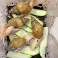 ۲ عدد حلزون آچاتینا ، مولد