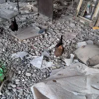 مرغ جوان محلی کرک شده
