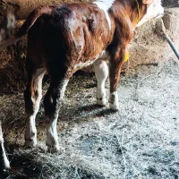 گاو با گوسال نر