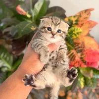 توله اسکاتیش