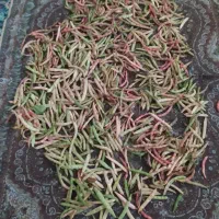 لوبیا چیتی تازه