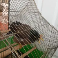 مرغ مینا سخنگو