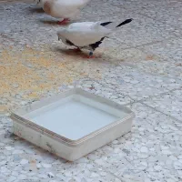 کبوتر