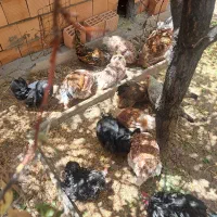 تخم نطفه دار ویاندوت. کوشین ، لهستانی