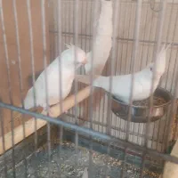 عروس هلندی آلبینو و برزیلی معاوضه با قناری