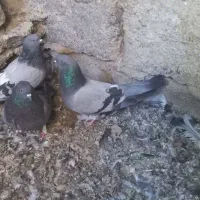 کبوتر پر گل چین شده
