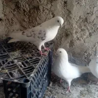 کبوتر پشدار