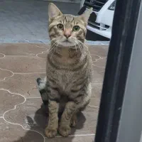 واگذاری گربه نر