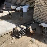 اردک و مرغ