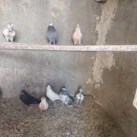 کفتر کبوتر