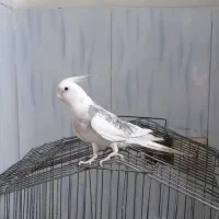 عروس هلندی بالغ