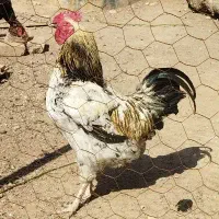 مرغ و خروس