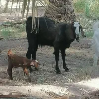 3عدد گوسفند نر