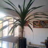 گل آپارتمانی