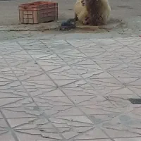 گوسفند