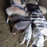 بره