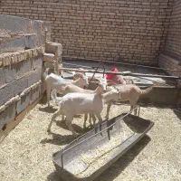 کره ماده دورگ سانن