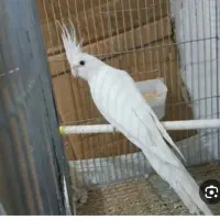 عروس هلندی