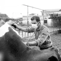 تشخیص و درمان بیماری های گاو