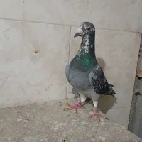 پلاکی|پرنده|مهریز, |دیوار