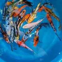 پک 20عددی کوی سوپر باله
