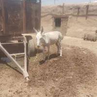 خرماده
