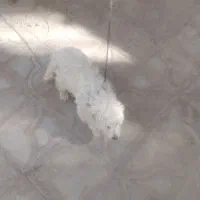 سگ پشمالو سفید برفی پاه کوتا نر
