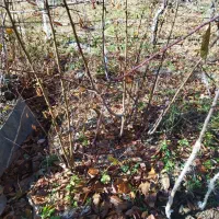 پیوند اسکنه