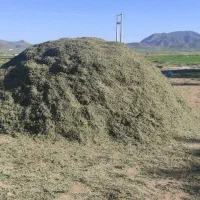 یونجه امسال خرمنکوب شده