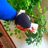 کبوتر طوقی درجه یک