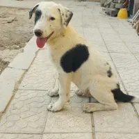 توله سه ماهه نر . خبرکن