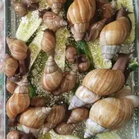 معجزه ی حلزون
