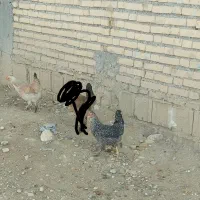 دو عدد مرغ دونی ۸۵۰ مقطوع