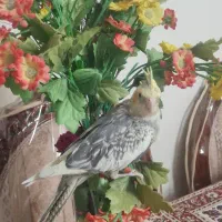 عروس هلندی