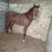 خرید فروش اسب بارکش نقدی