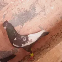 کفتر