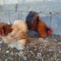 کوشین  گلد ویتن