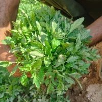 شیتیل گوجه|گل و گیاه طبیعی|کشاورز, |دیوار