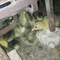 جوجه غاز محلی هر هفته تولید دارم