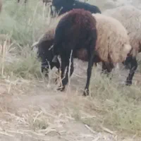 شیشک‌ابستن