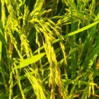فروش یه بار برنج هاشمی کلات
