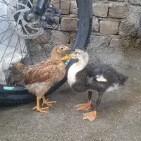جوجه اردک و جوجه